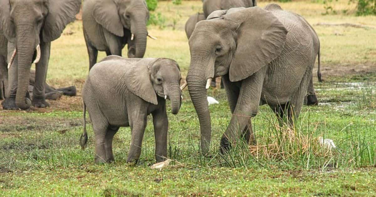 Baby Elephant | Amazing Facts & Life Stages