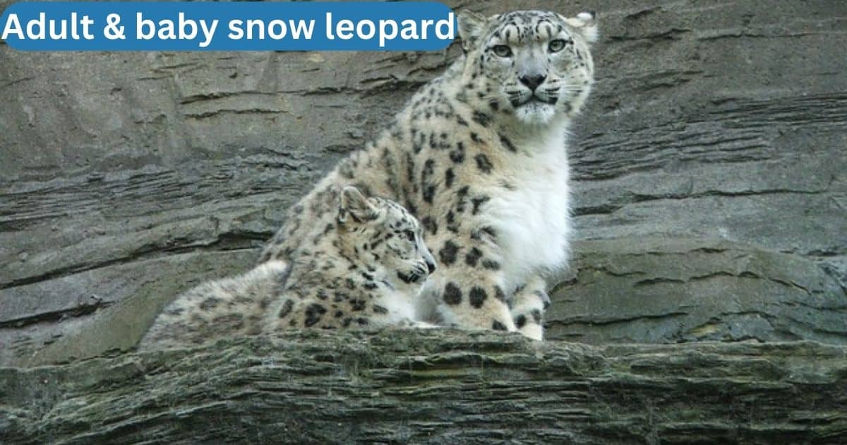 Baby Snow Leopard | Cutest Animal of High Altitude