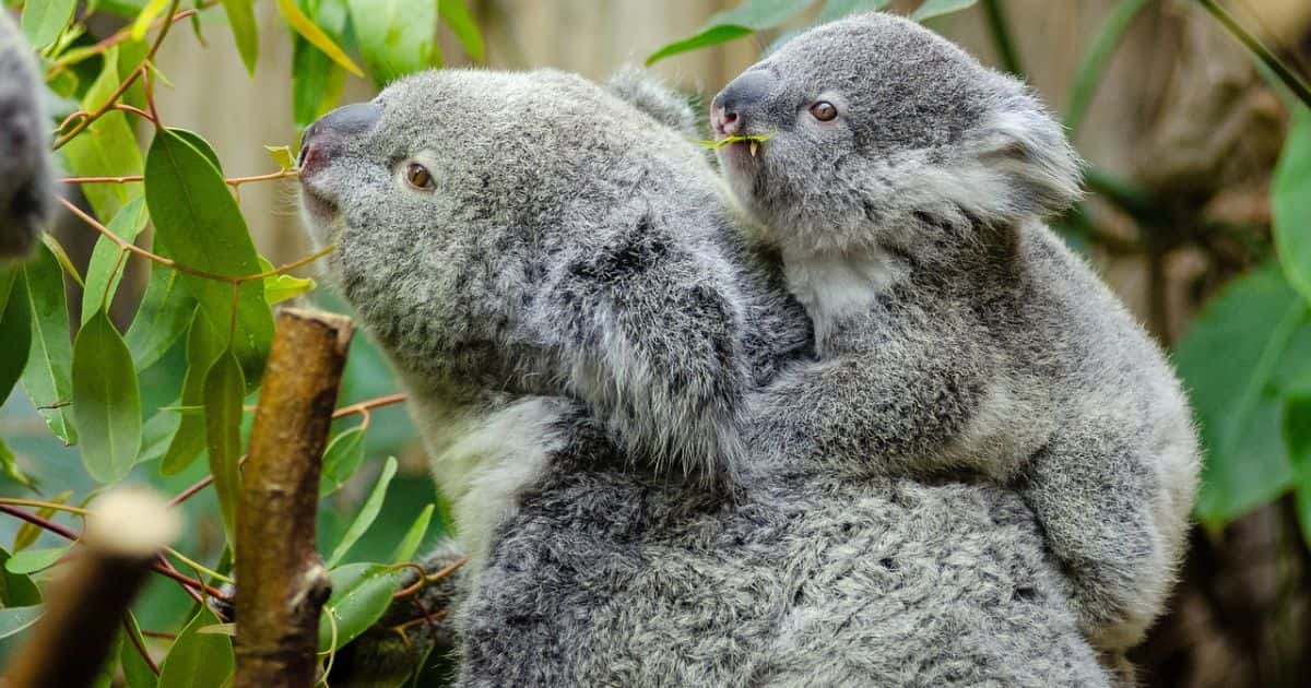 Baby Koala | Baby Koala Bear ( Amazing Facts )