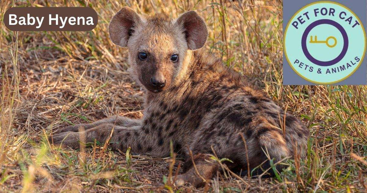 Baby Hyena Some Interesting Facts & Common Misconceptions