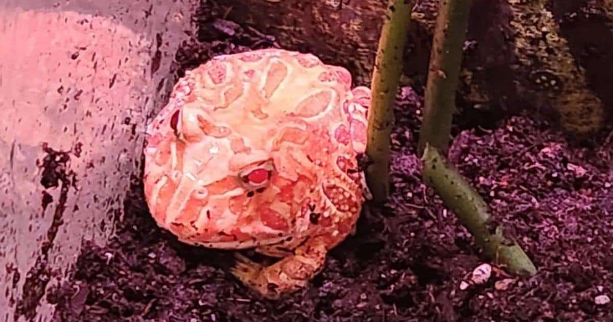 Strawberry Pacman Frog | Everything You Need To Know 