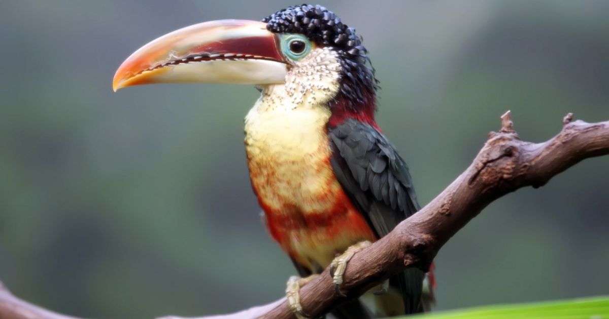 Baby Toucan | Interesting Information & Some Facts