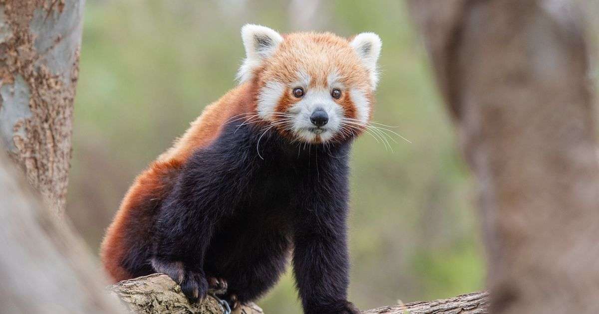 Cute Red Panda | The Cutest Animal in The World