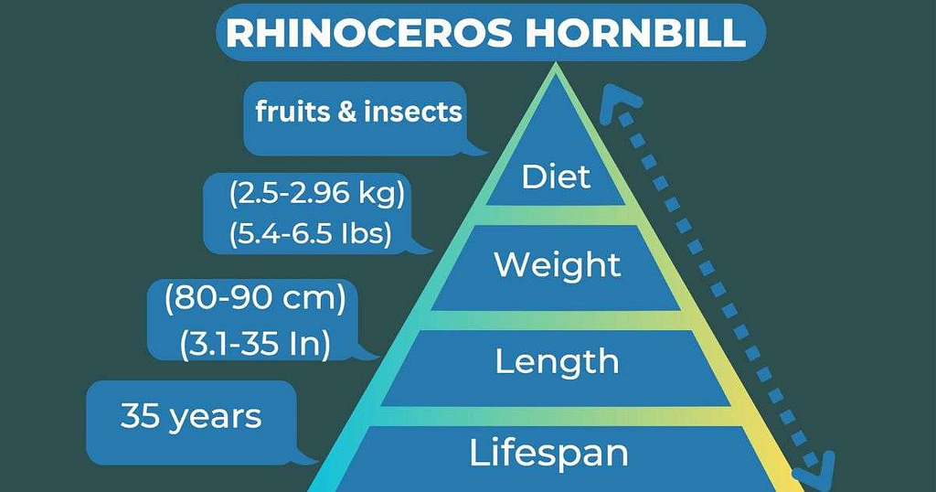 rhinoceros hornbill