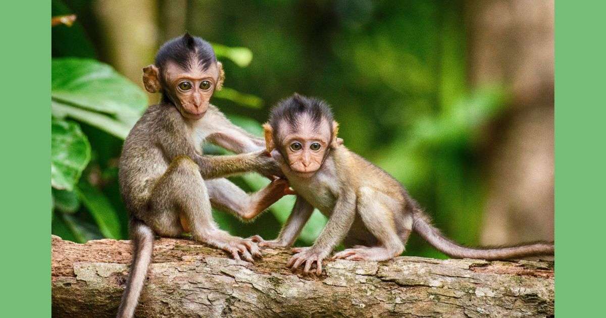 The Life of a Baby Monkey: From Infancy to Adulthood