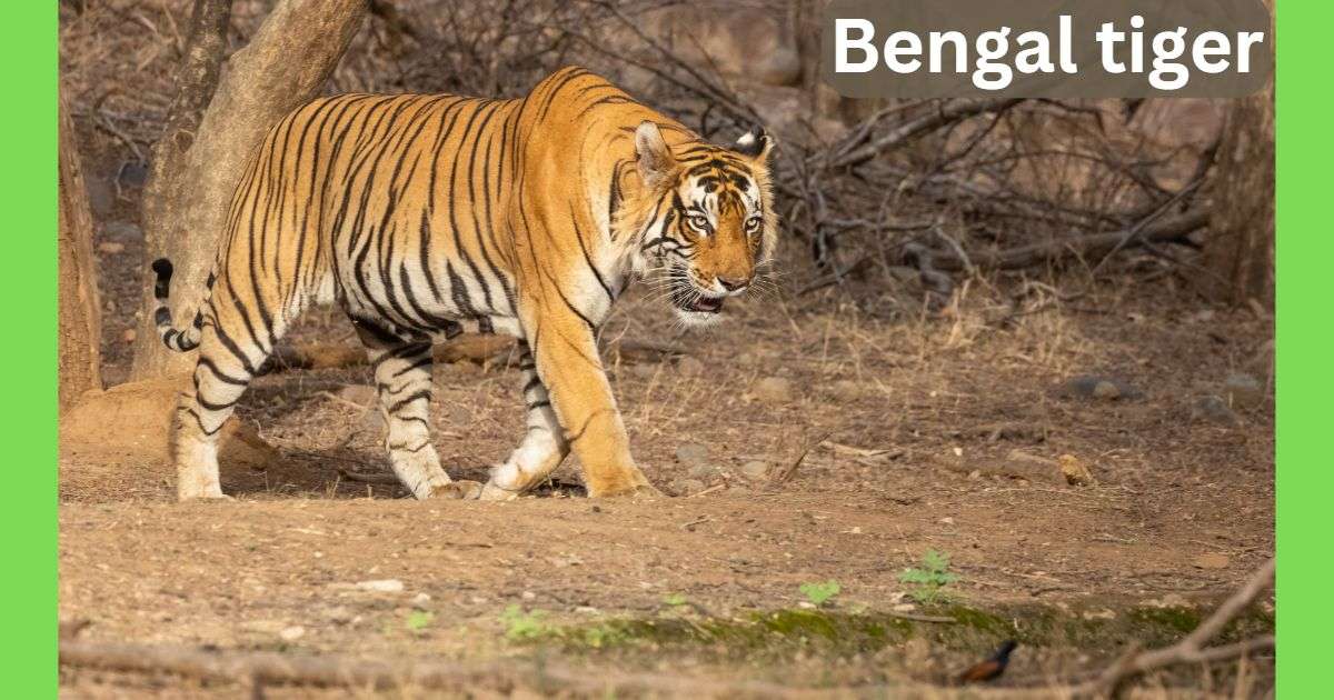 9 Fascinating Bengal Tiger Facts & National Animal of India