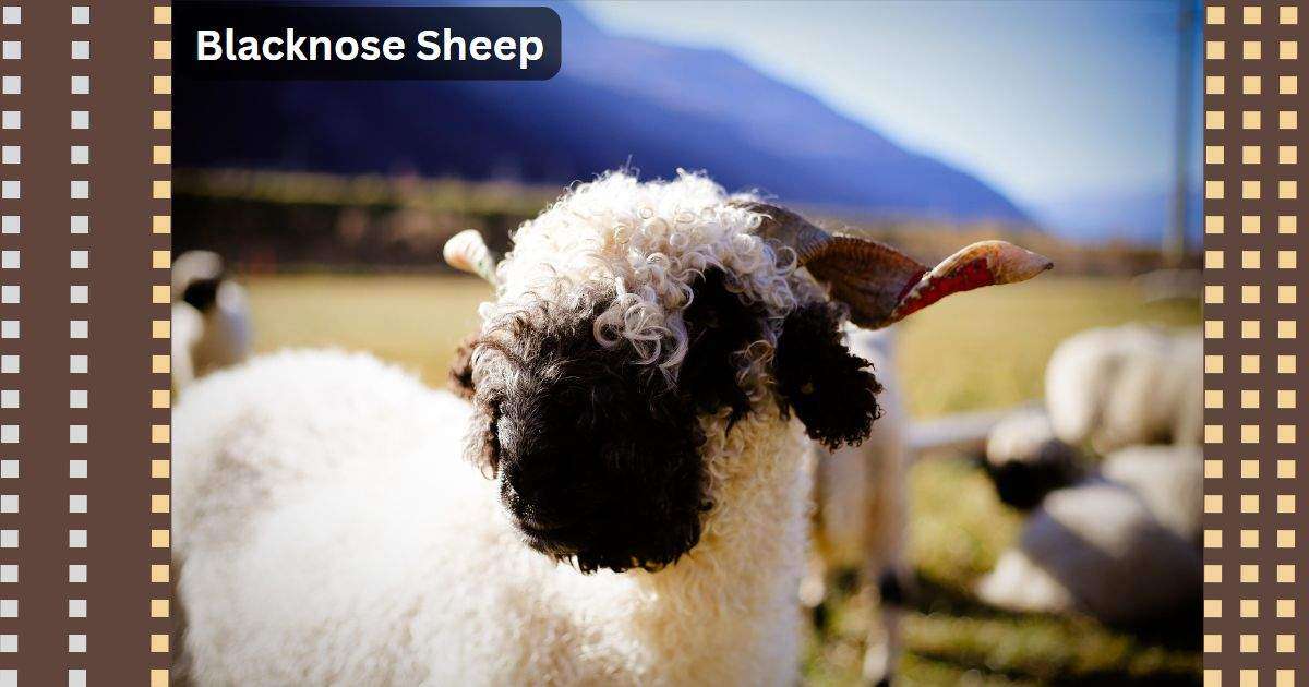 Valais Blacknose Sheep or Blacknose Sheep | A Rare Breed 