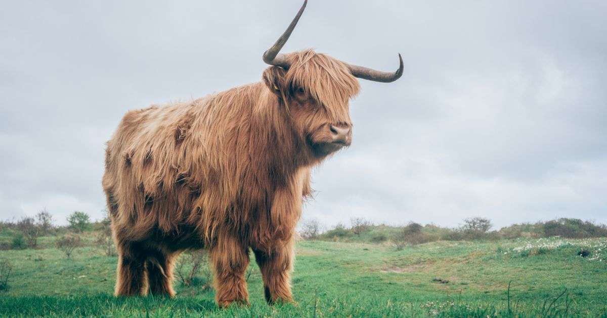 Mini Highland Cow or Miniature Highland Cow | A Full Guide