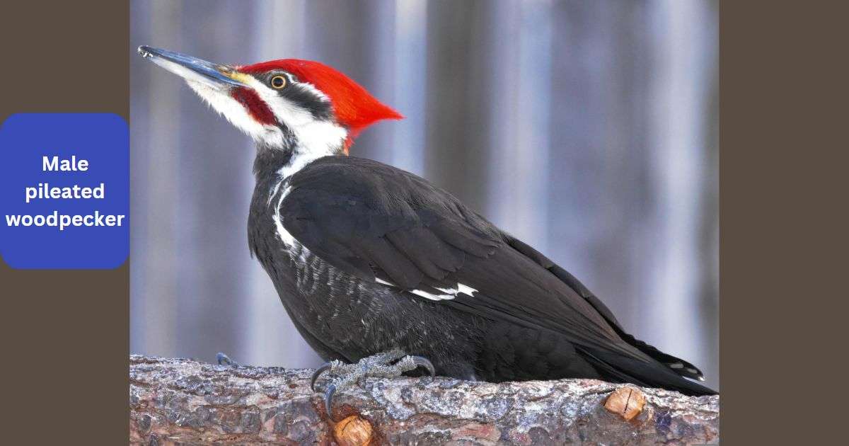 Pileated Woodpecker Male vs Female | Unlock the Mystery