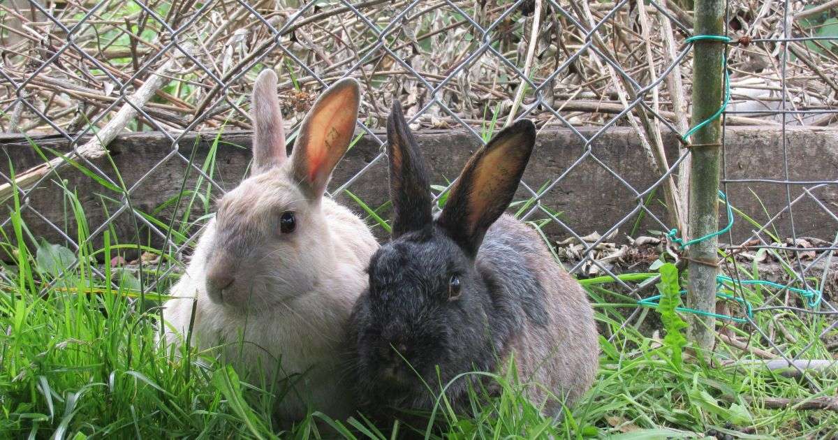 New Zealand Rabbit Size, Diet, Weight, History & More Info