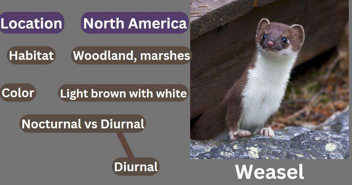 Weasel vs Ferret: A Comparative Analysis of Two Mustelid Species