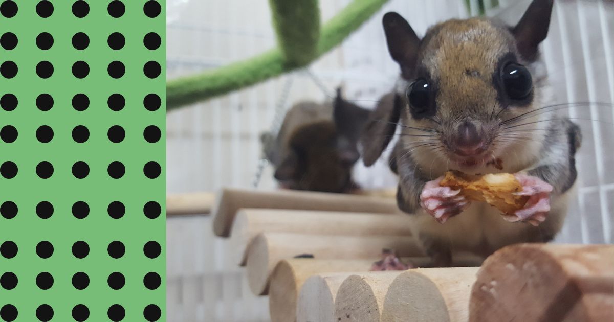 Japanese Flying Squirrel: Diet, Behavior, Habitat & More Info