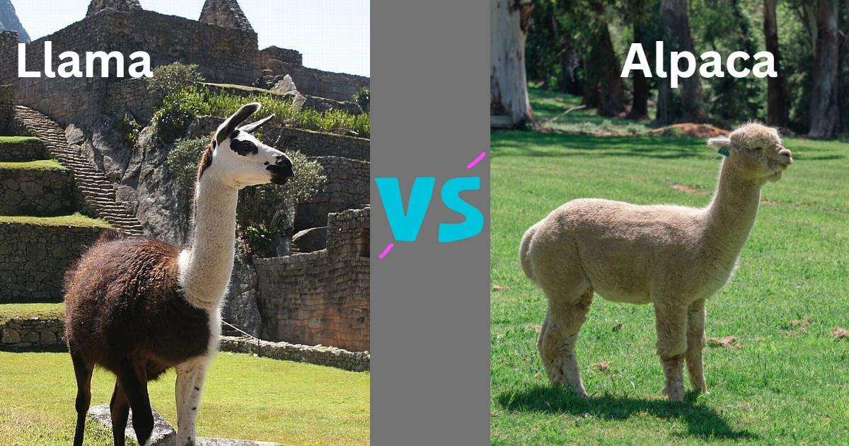 Alpaca vs Llama: Difference Between Llama And Alpaca