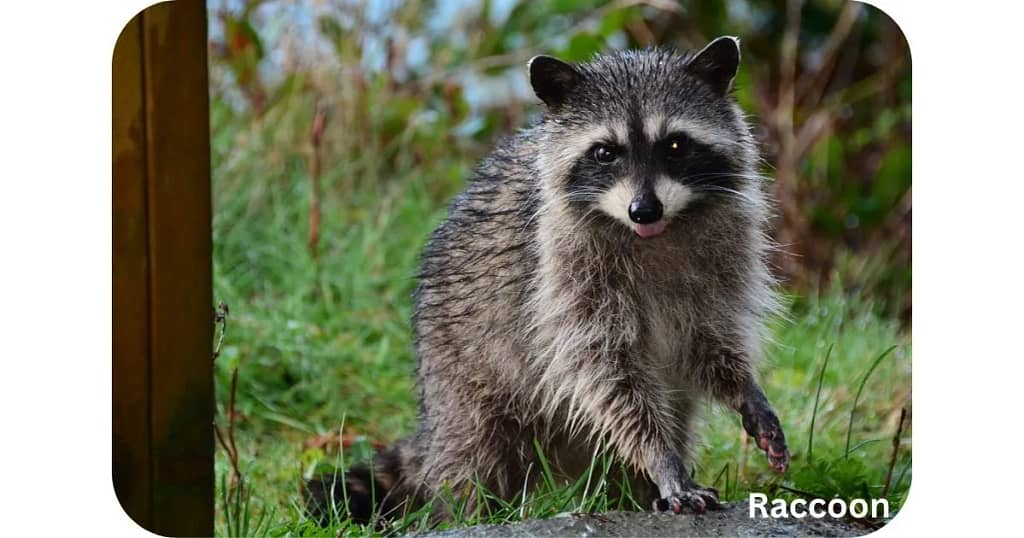 How Fast Can a Raccoon Run?