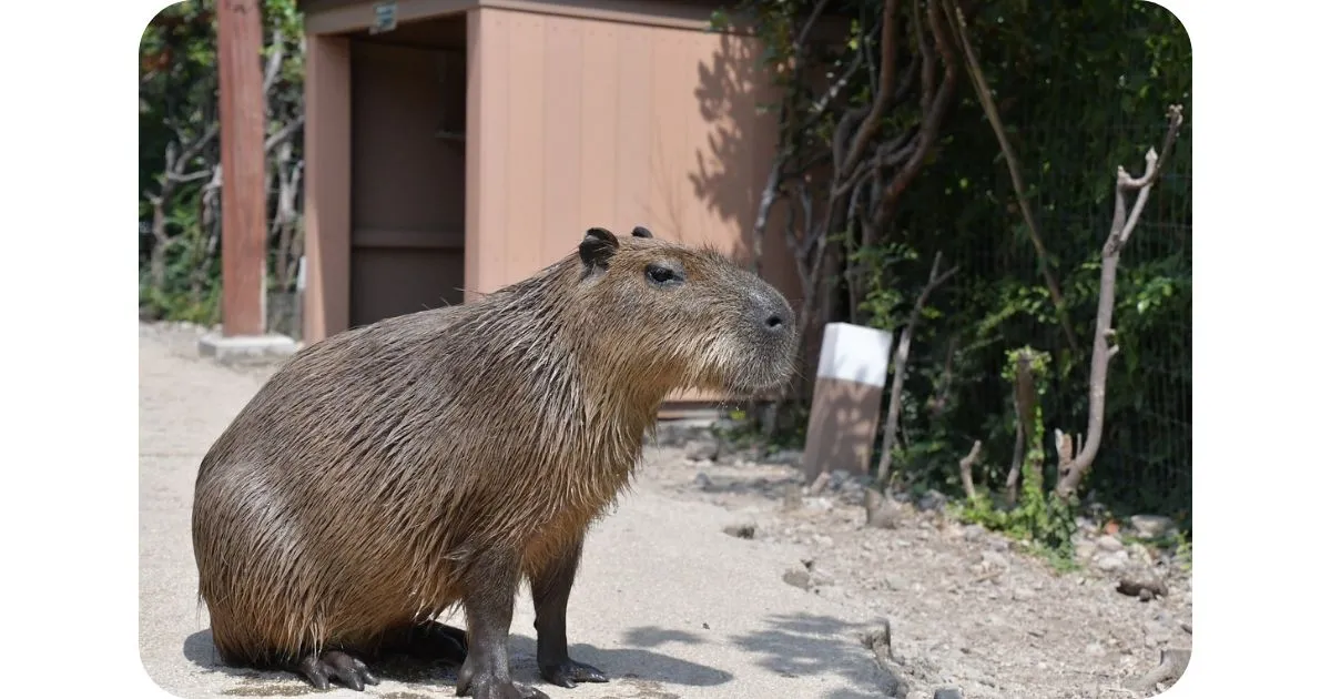 Is It Legal To Own A Capybara In Florida?
