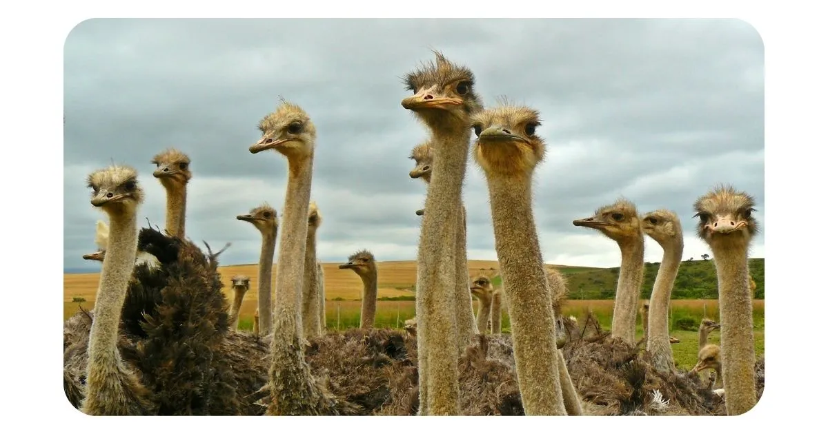 Ostrich flock