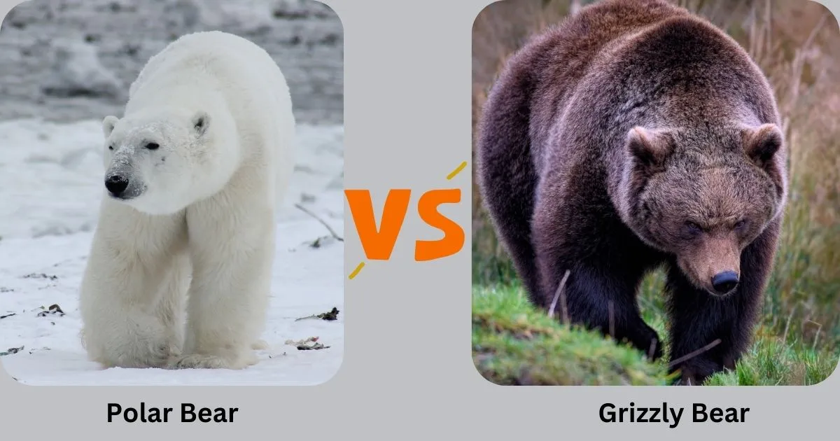 Are Polar Bears Stronger Than Grizzly Bears?