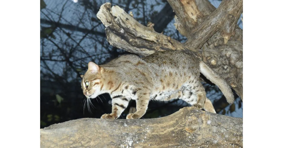 Can You Own a Rusty Spotted Cat?