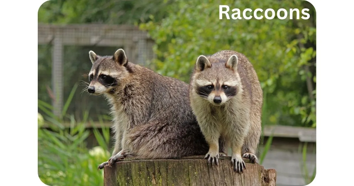 Raccoons bite
