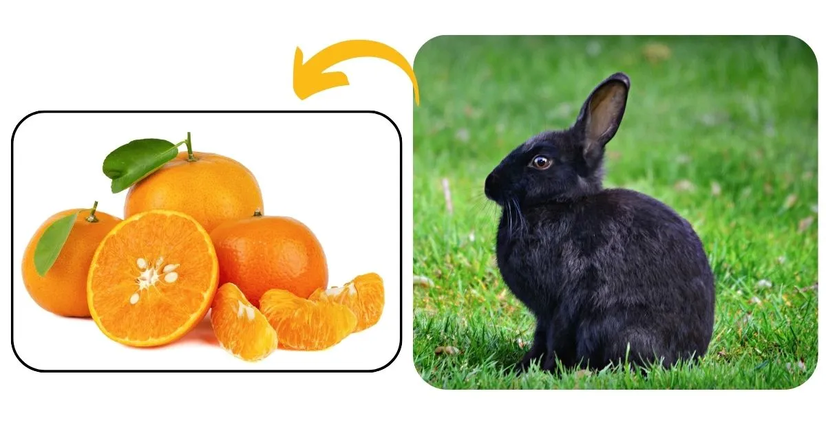 Can rabbits eat mandarins?
