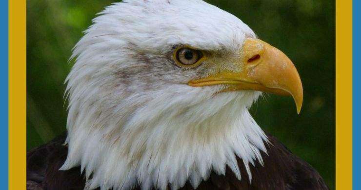 Female Bald Eagle vs Male | A Symbol of Strength And Freedom