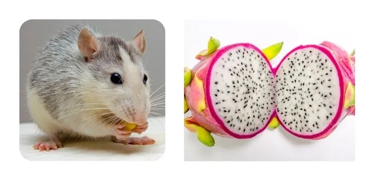 Can Rats Eat Dragon Fruit?