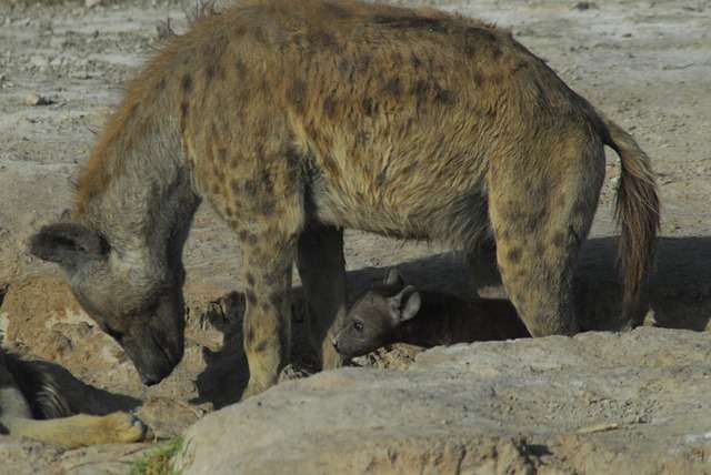 Baby Hyena Some Interesting Facts & Common Misconceptions 