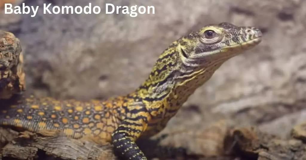 Baby Komodo Dragon (Facts, Behavior & Lifespan)