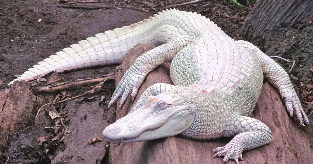 Albino Crocodile | The Rare and Mysterious Creature