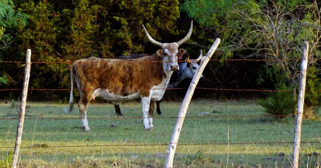 Texas Longhorn Cow | A Comprehensive Guide