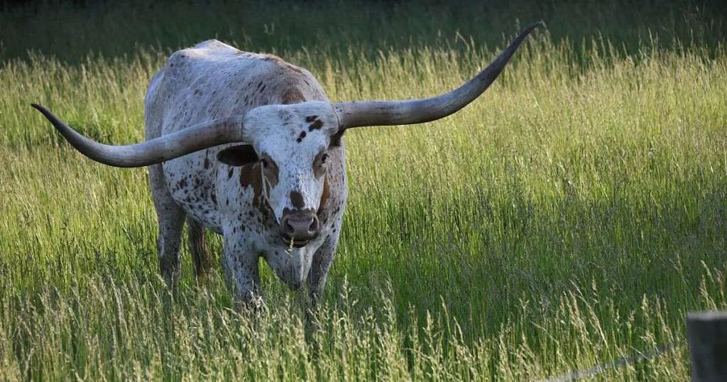 Texas Longhorn Cow | A Comprehensive Guide