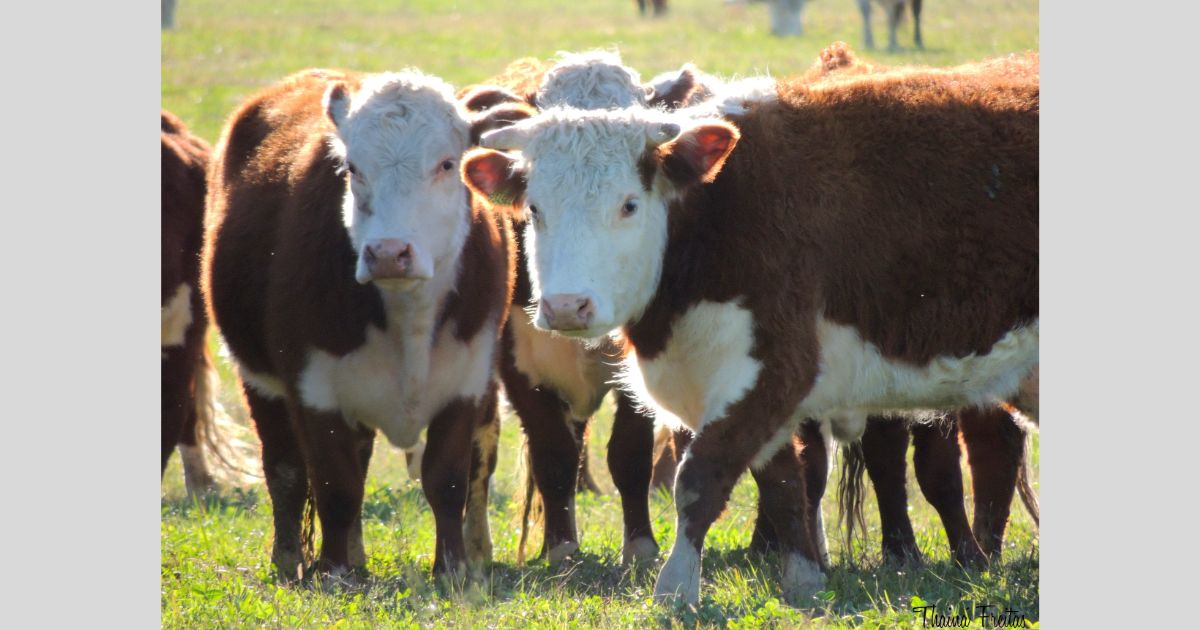Mini Hereford Cow: Care Guide, Behavior Lifespan & More