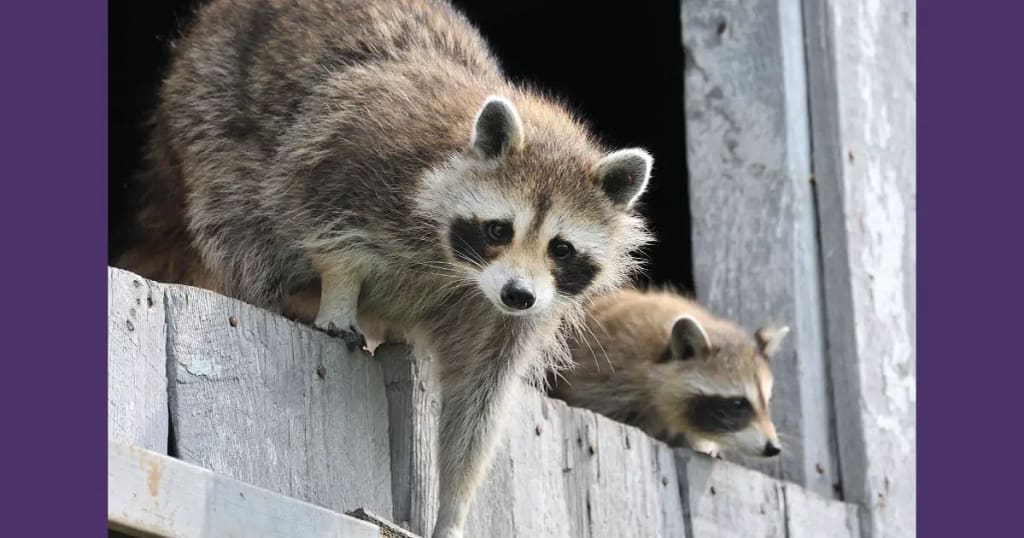 The Fascinating Life of Baby Raccoon