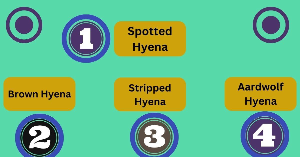 All Types of Hyena: Spotted, Brown, Striped & Aardwolf