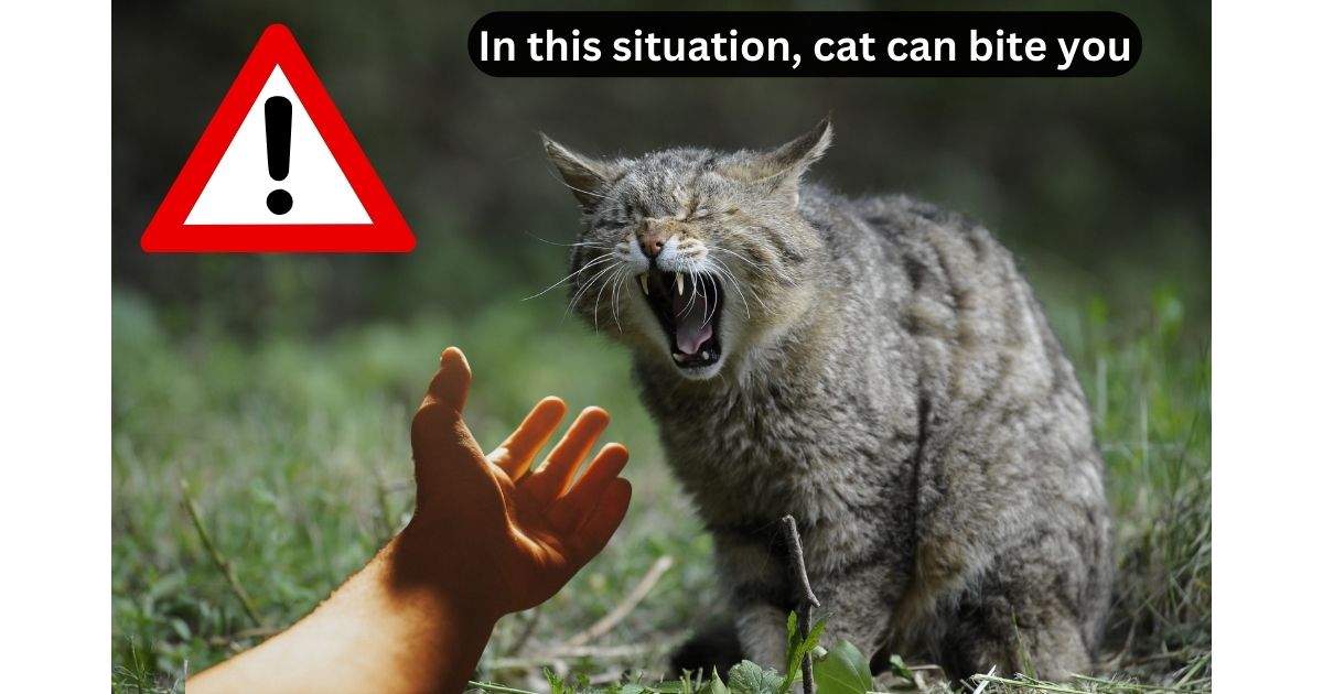 Is Cat Bite Dangerous / Is Cat Bite Harmful