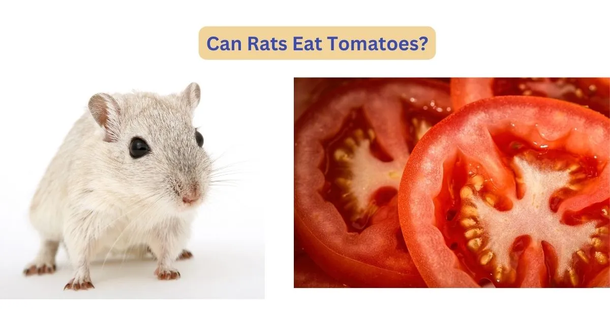 Can Rats Eat Tomatoes?