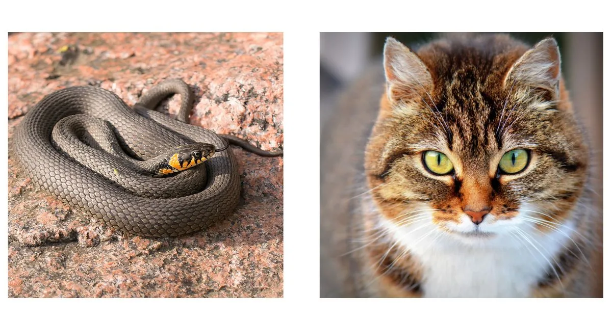 Do cats keep snakes away?
