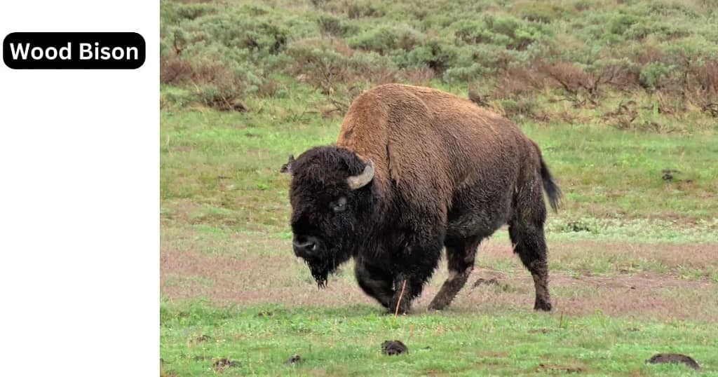 Animals That Start With Wood: Bison