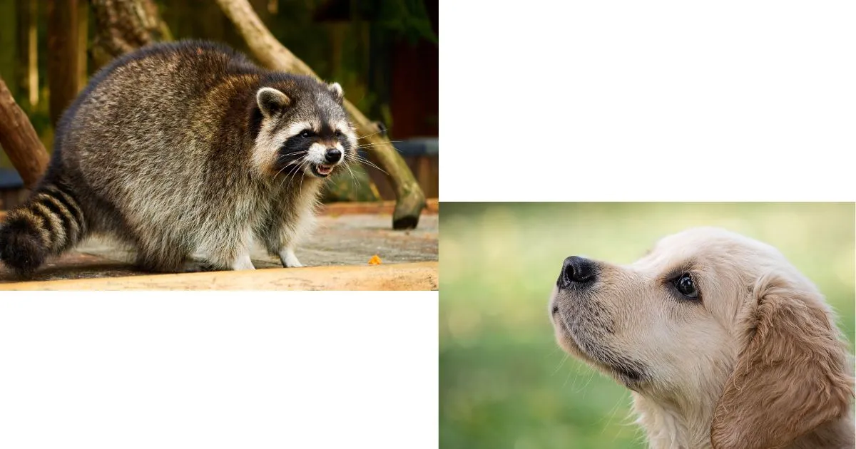 Can a Dog Kill a Raccoon? 