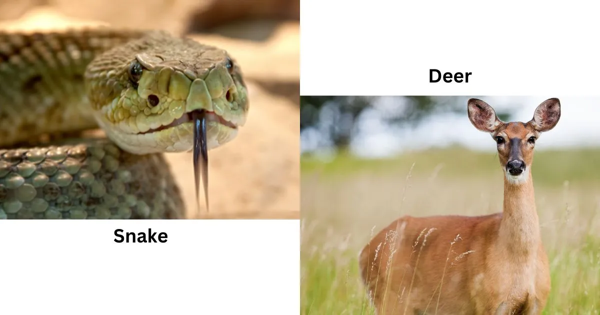 Do Deer Eat Snakes?