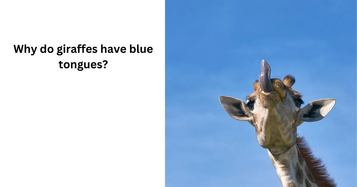 Do Giraffes Have Blue Tongues?