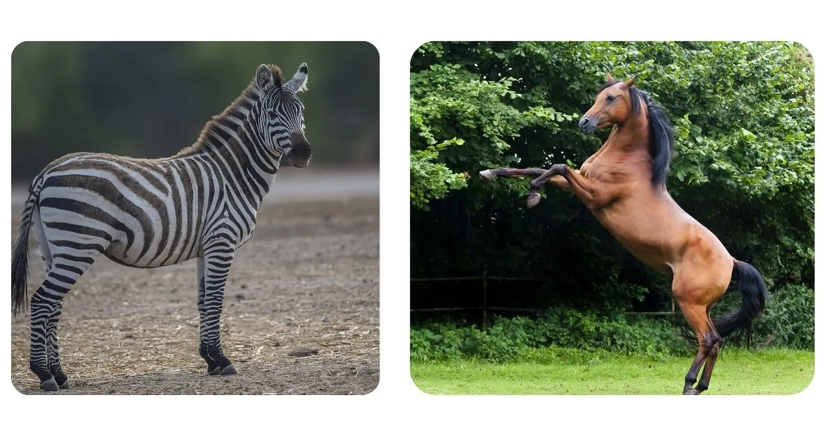 Are zebras bigger than horses?