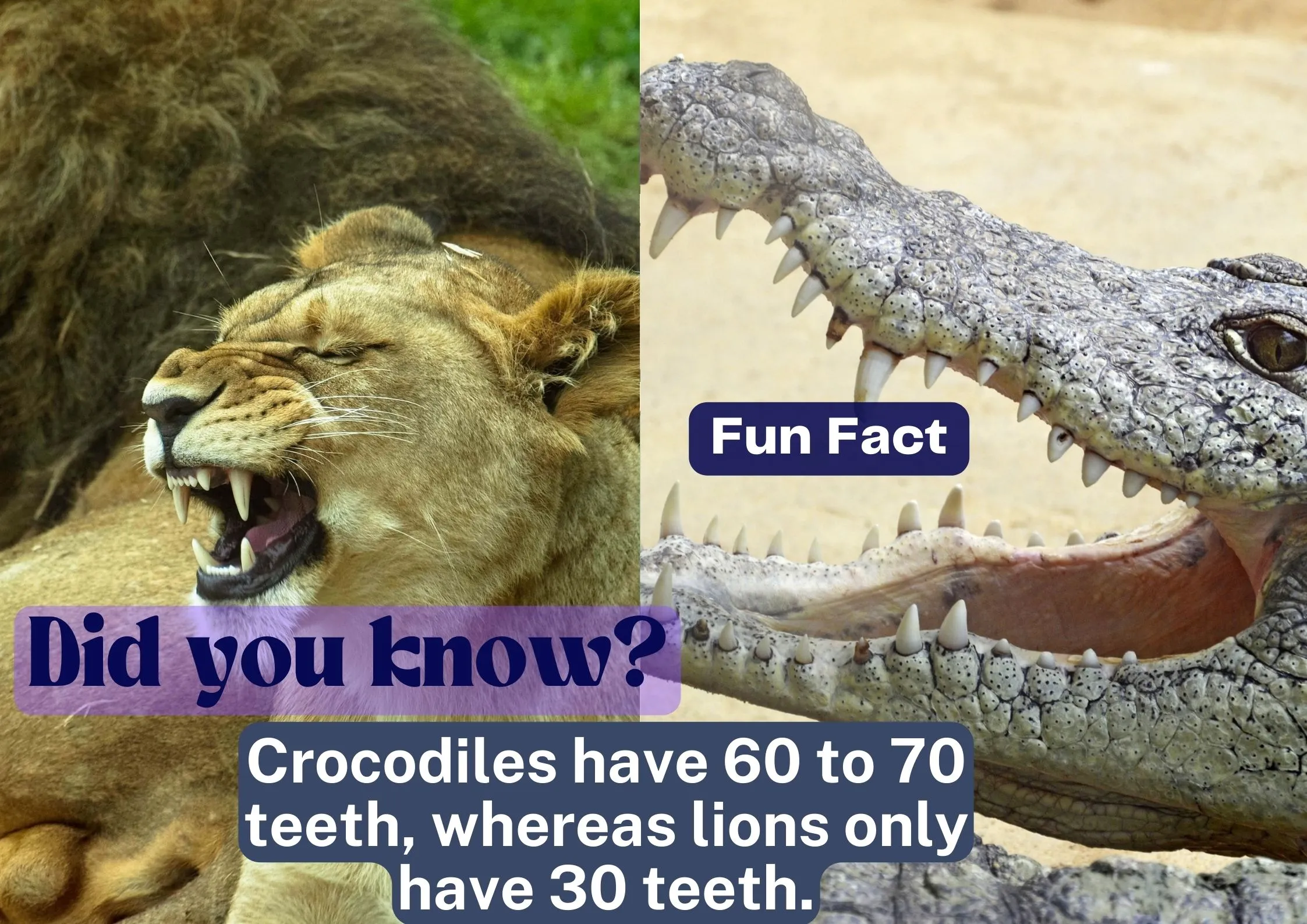 Do crocodiles eat lions?