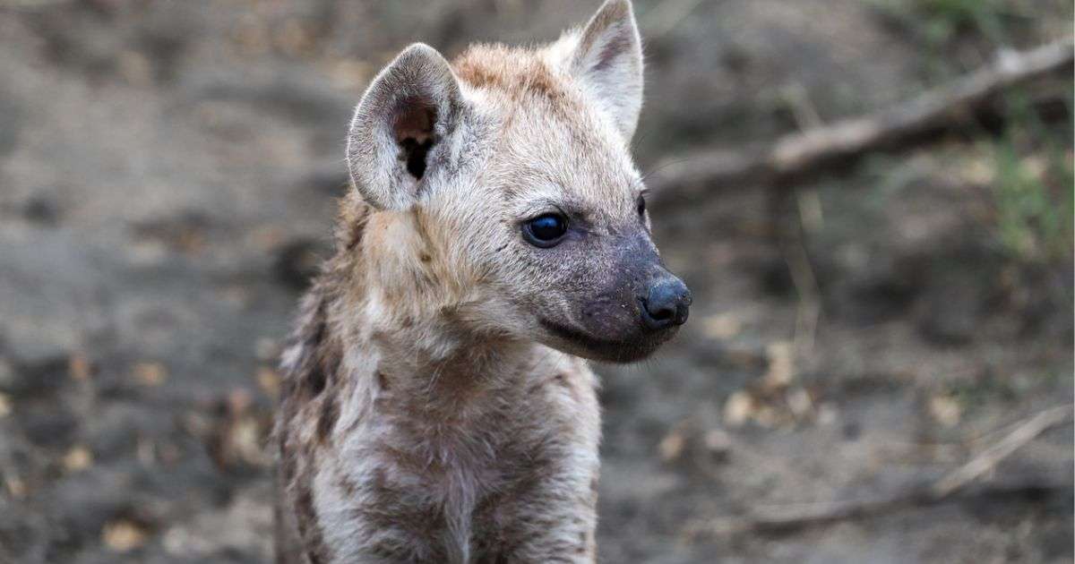 Baby Hyena