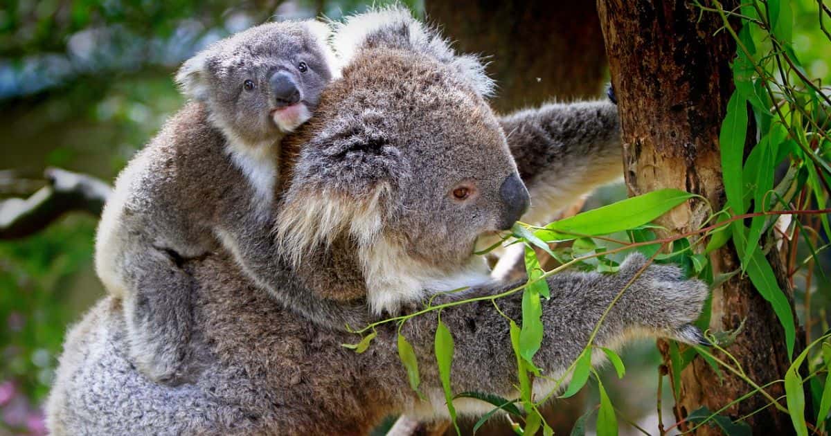 Baby Koala | Baby Koala Bear ( Amazing Facts )
