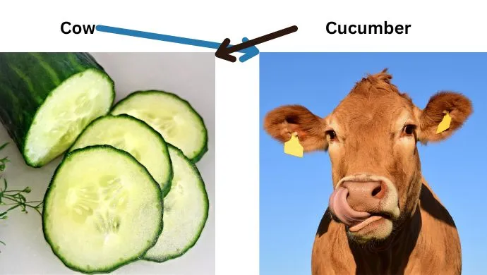 Can cow eat cocumber?