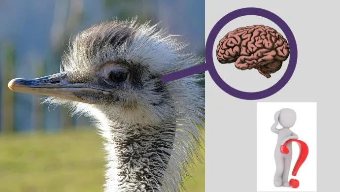 How bis is an ostrich brain?